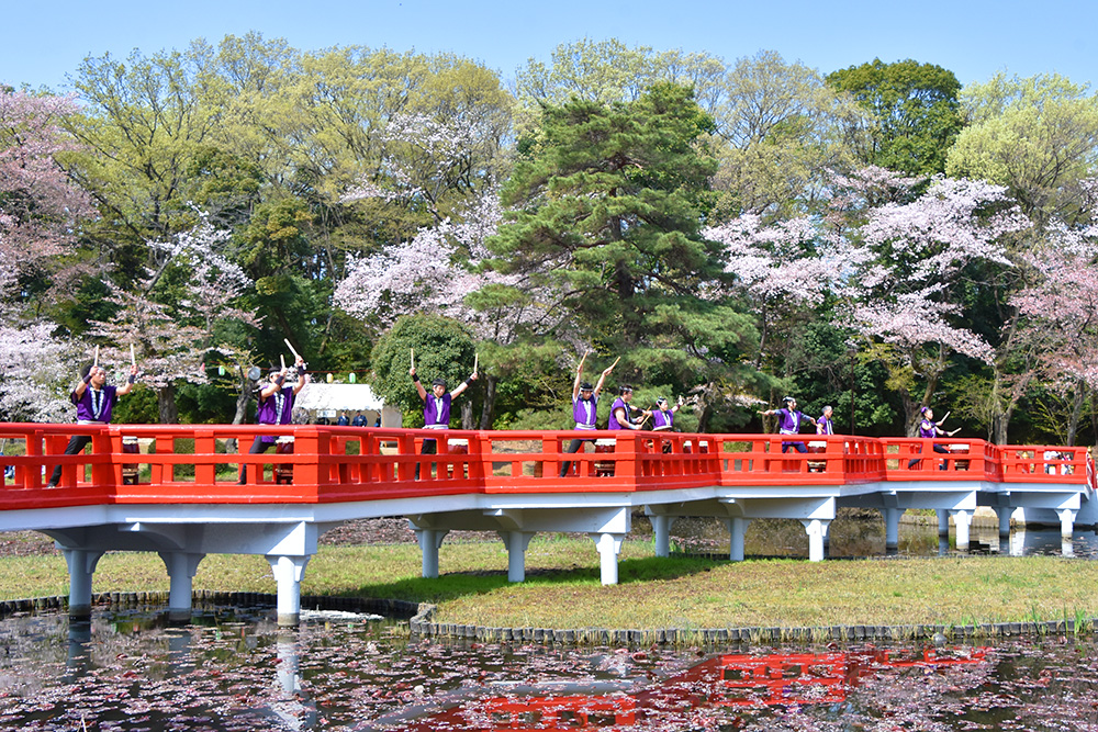 岩槻城址公園の桜まつり